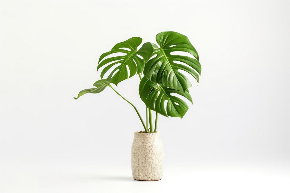 Vase leaf plant white background. AI generated Image by rawpixel.