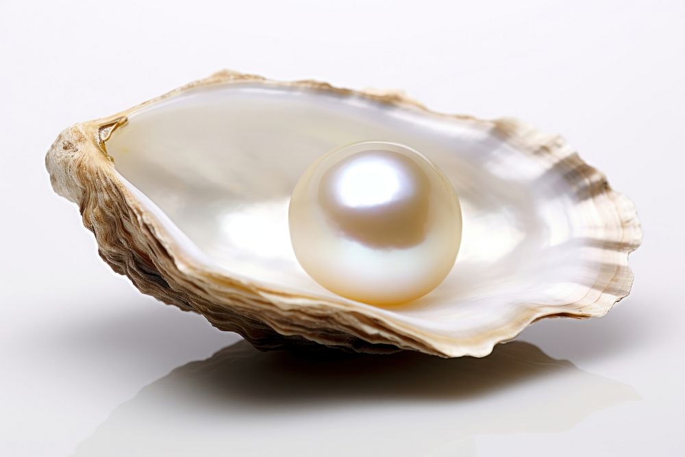 Jewelry oyster pearl accessories. AI generated Image by rawpixel.