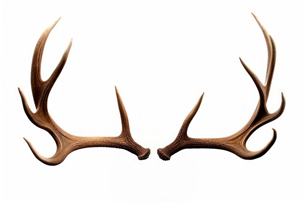 Isolated Deer antlers white background taxidermy moustache. AI generated Image by rawpixel.