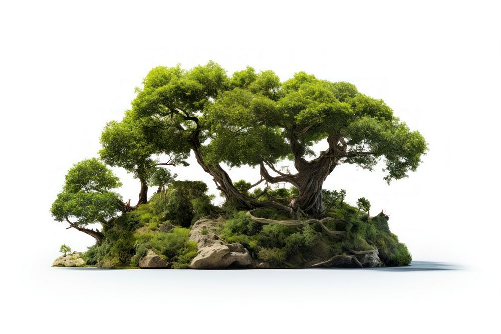 Nature bonsai plant tree. AI generated Image by rawpixel.