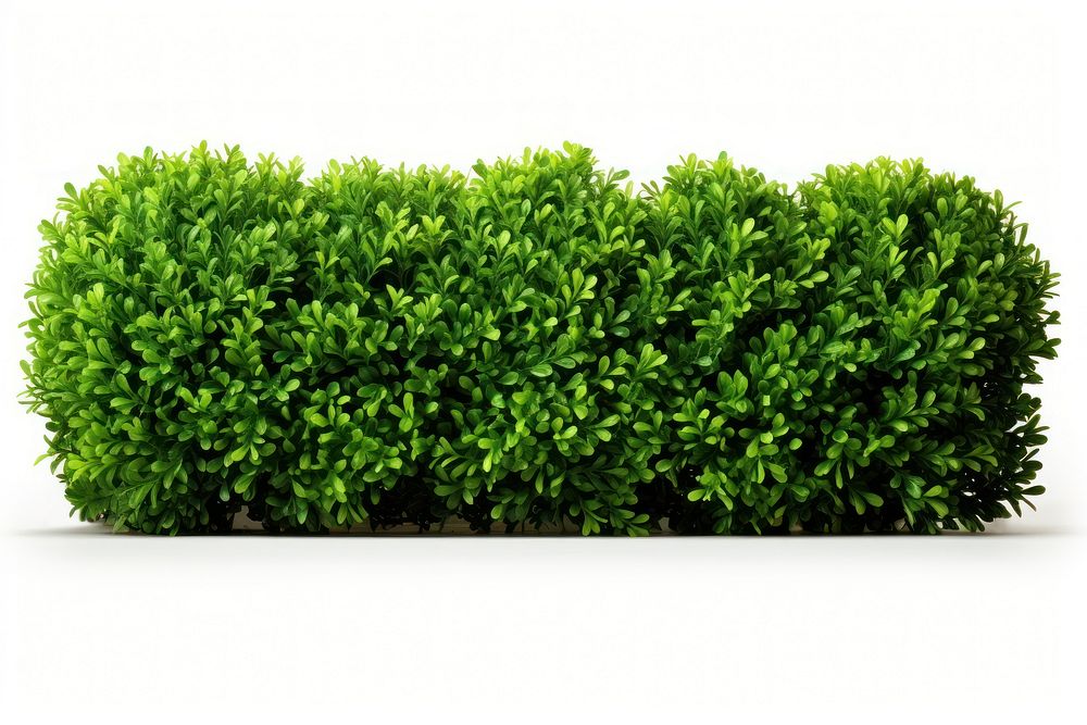 Boxwood Shrubs Plant Hedge Day Premium Photo Rawpixel 5363