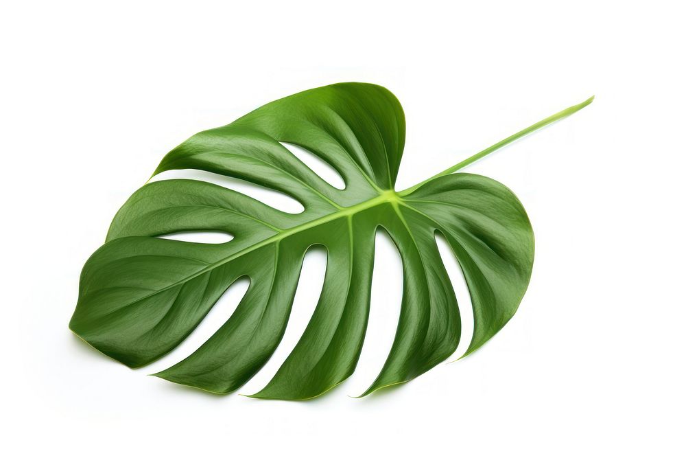 Split Leaf Philodendron leaf plant white background. AI generated Image by rawpixel.