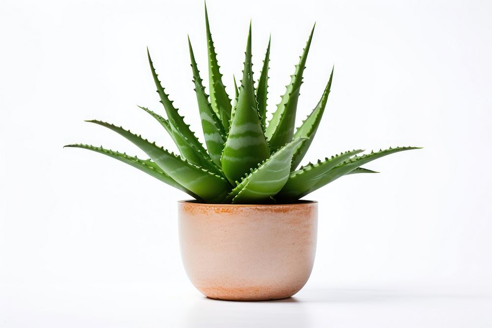 Aloe aloe plant xanthorrhoeaceae. AI generated Image by rawpixel.