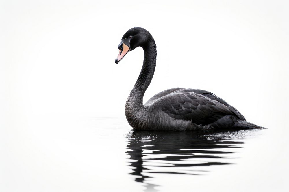 Swan animal goose black. AI generated Image by rawpixel.