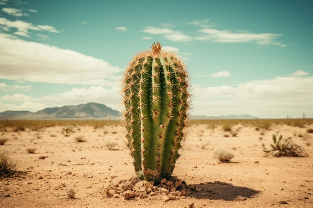 Catus desert cactus plant. AI generated Image by rawpixel.