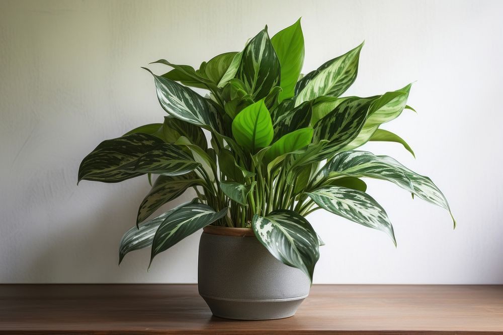 Chinese Evergreen flower plant vase. AI generated Image by rawpixel.