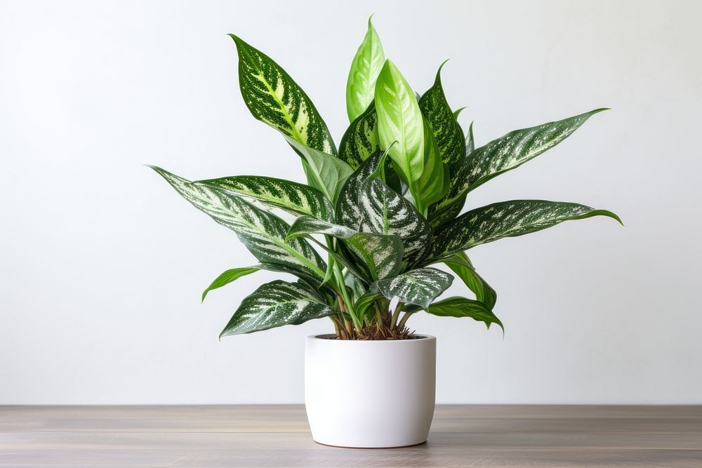 Dieffenbachia Compacta plant leaf houseplant. AI generated Image by rawpixel.