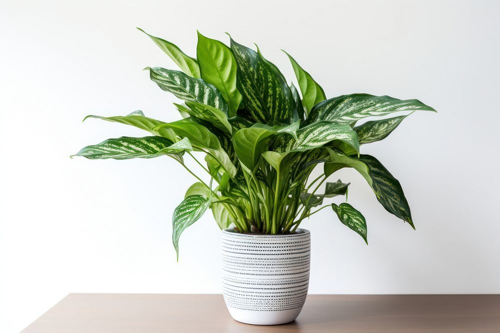 Dieffenbachia Compacta plant vase leaf. AI generated Image by rawpixel.