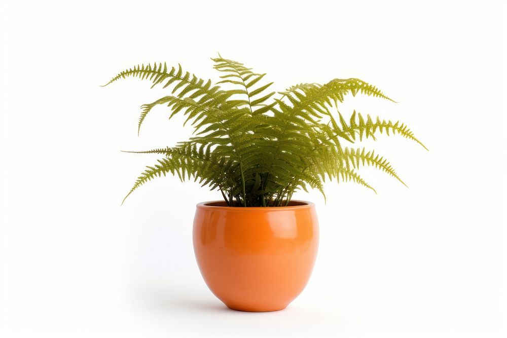 Fern plant pot white background. AI generated Image by rawpixel.