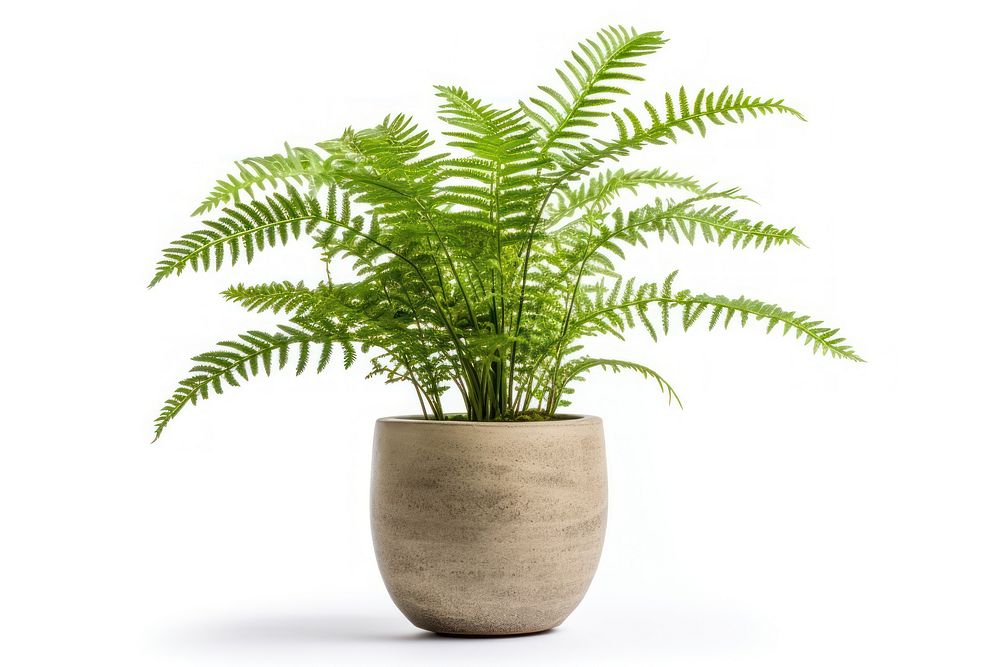 Fern plant white background houseplant. AI generated Image by rawpixel.