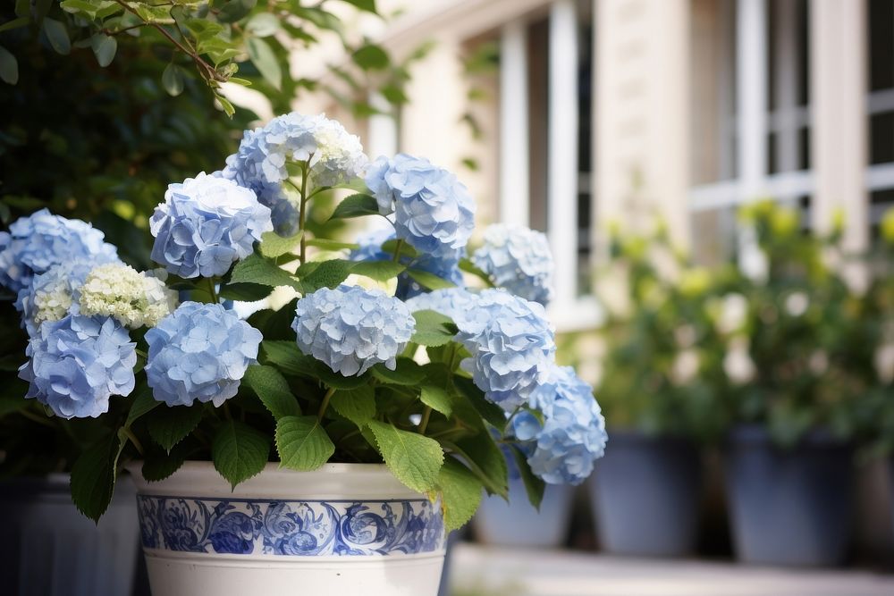 Hydrangeas hydrangea outdoors flower. AI | Premium Photo - rawpixel