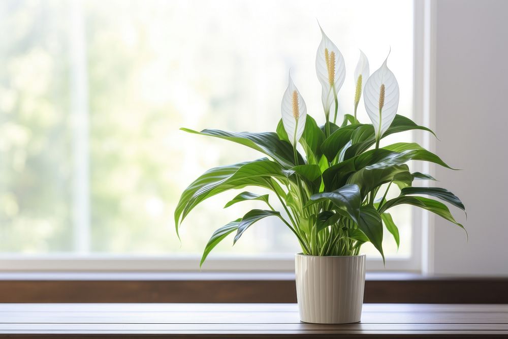 PEACE LILY windowsill flower plant. AI generated Image by rawpixel.