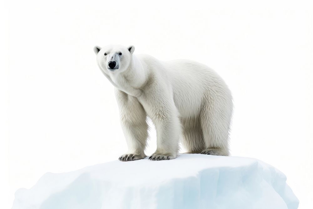 Winter bear wildlife animal. AI generated Image by rawpixel.