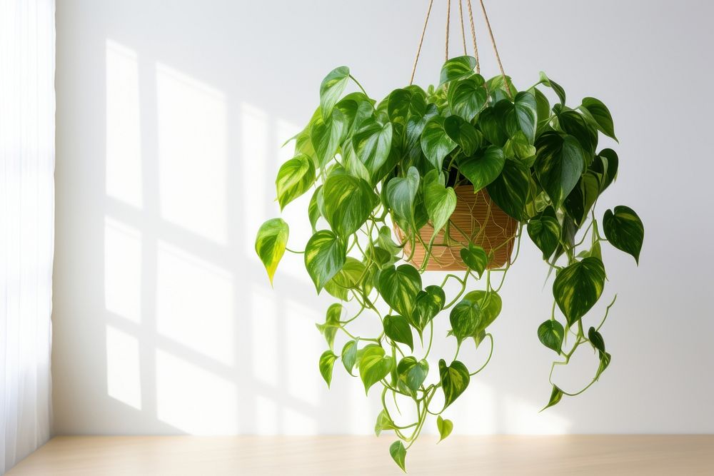 Pothos plant leaf houseplant. AI generated Image by rawpixel.