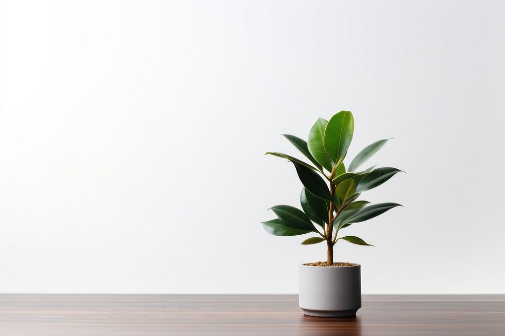 Rubber plant bonsai leaf houseplant. AI generated Image by rawpixel.