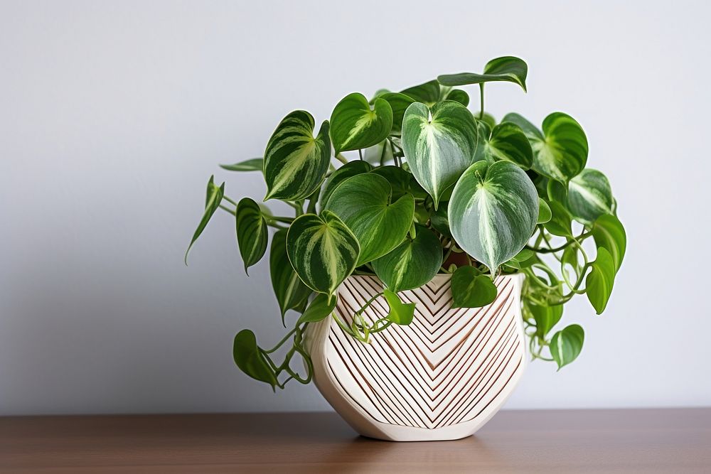 Sweetheart Plant plant vase leaf. AI generated Image by rawpixel.