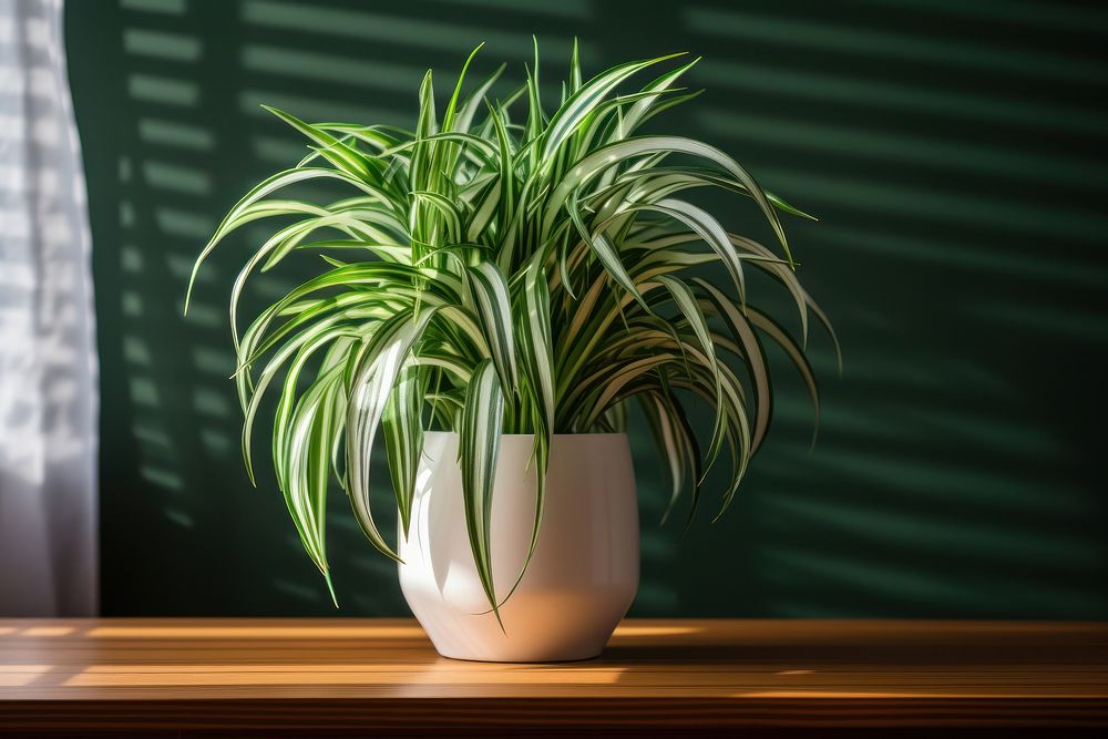 Spider plant windowsill houseplant flowerpot. 