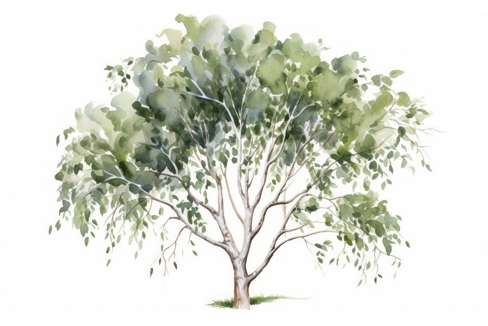 Eucalyptus a tree drawing sketch plant. AI generated Image by rawpixel.