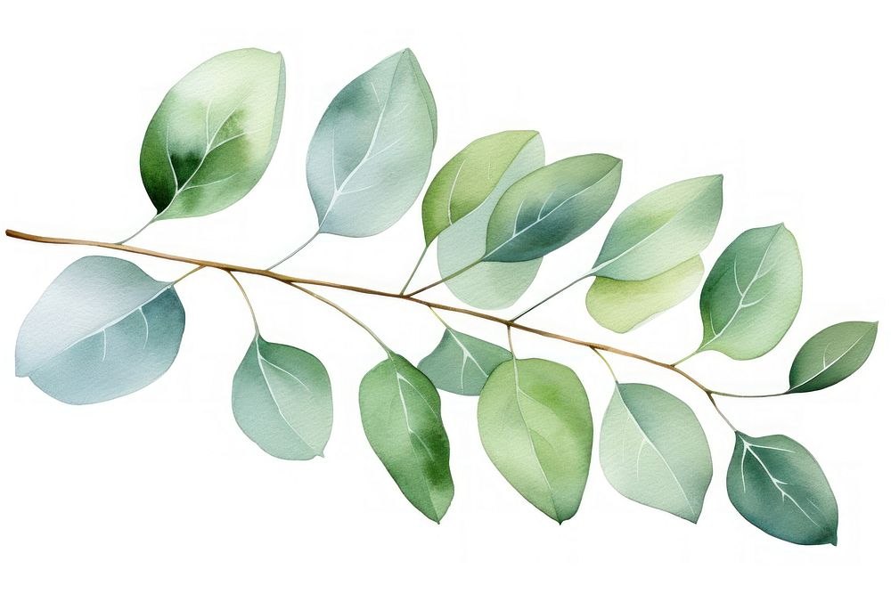 Eucalyptus leaf plant tree white background. 