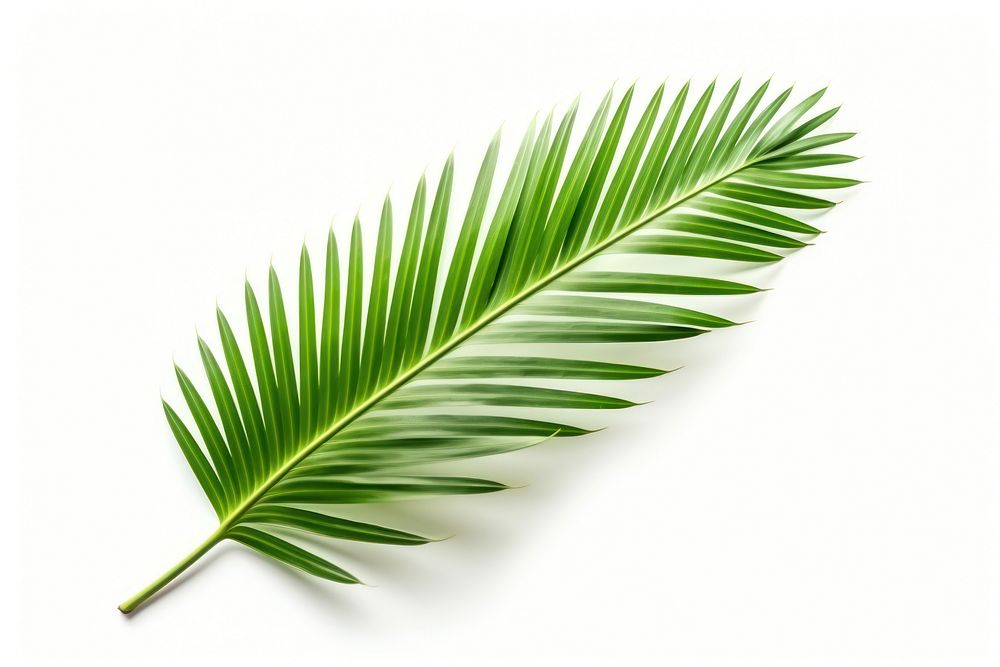 Palm leaf plant green tree. AI generated Image by rawpixel.