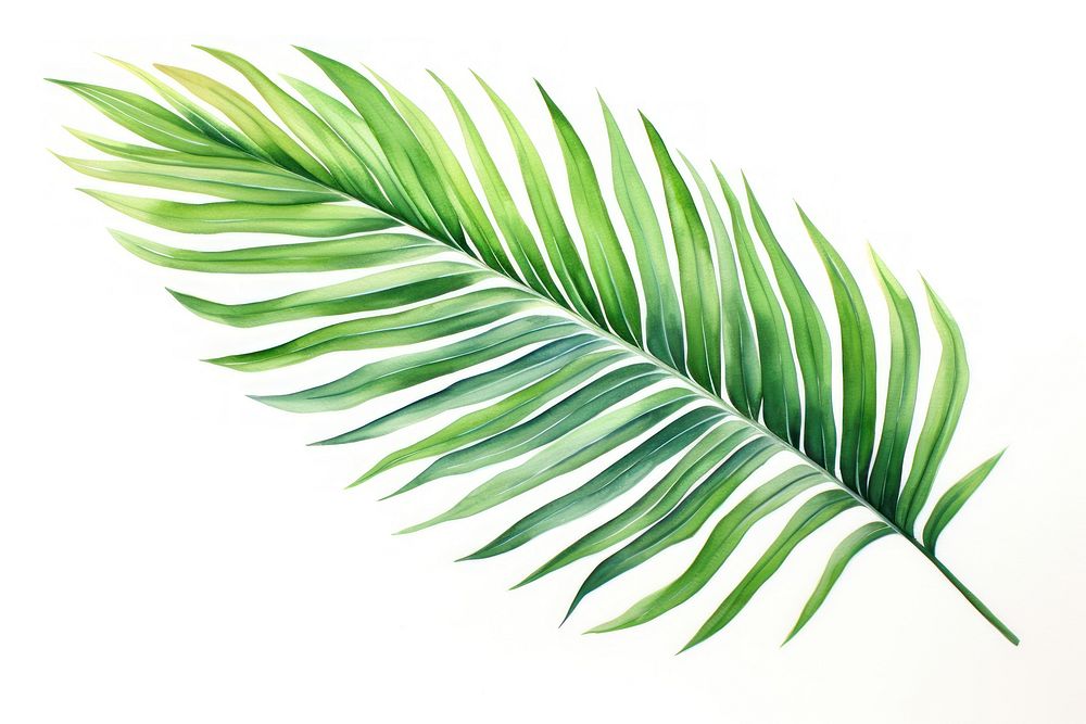 Palm leaf painting plant fern white background. AI generated Image by rawpixel.