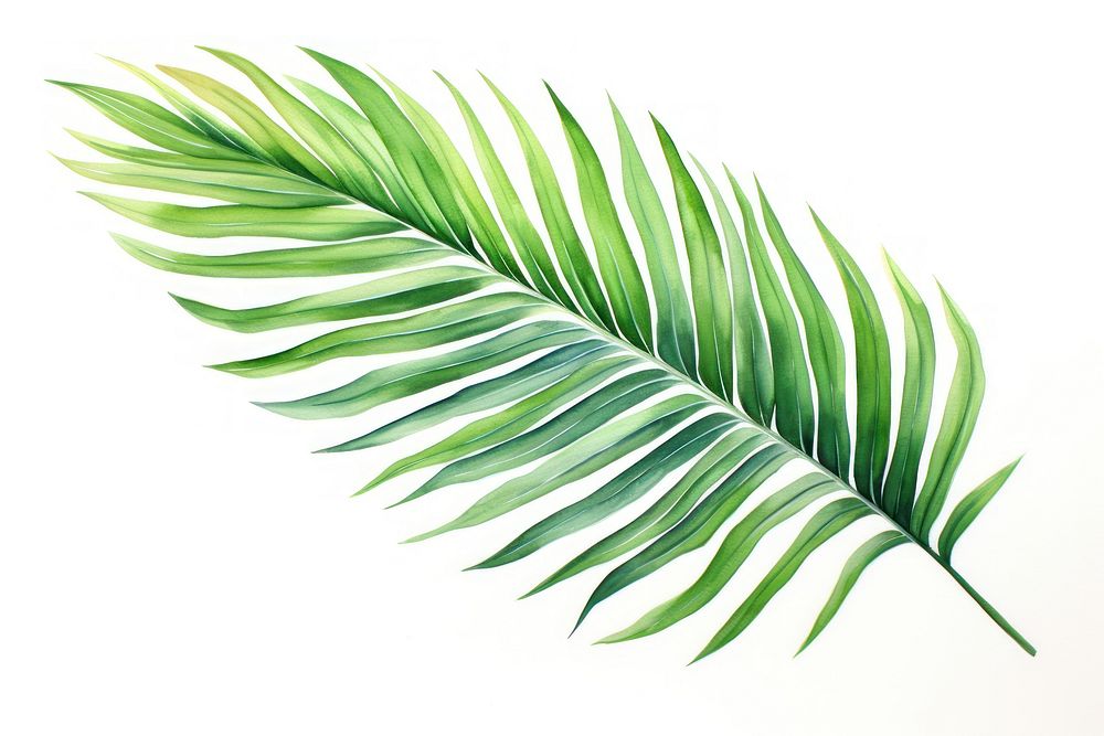 Palm leaf painting plant fern white background. 