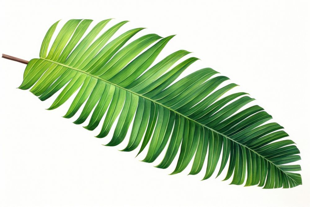 Palm leaf painting plant tree white background. AI generated Image by rawpixel.
