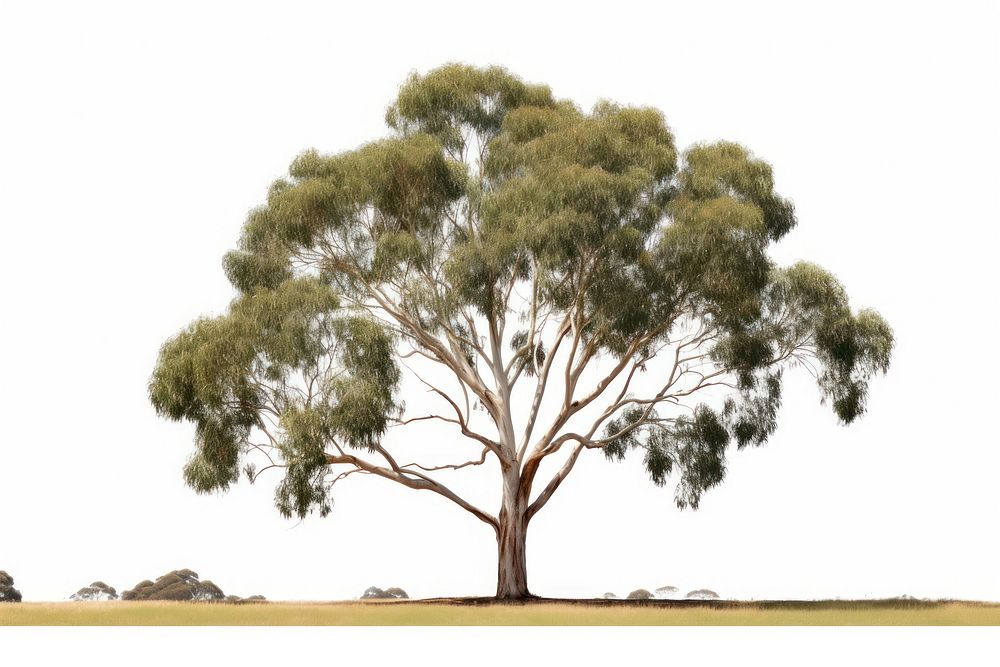Eucalyptus a tree plant white background tranquility. AI generated Image by rawpixel.