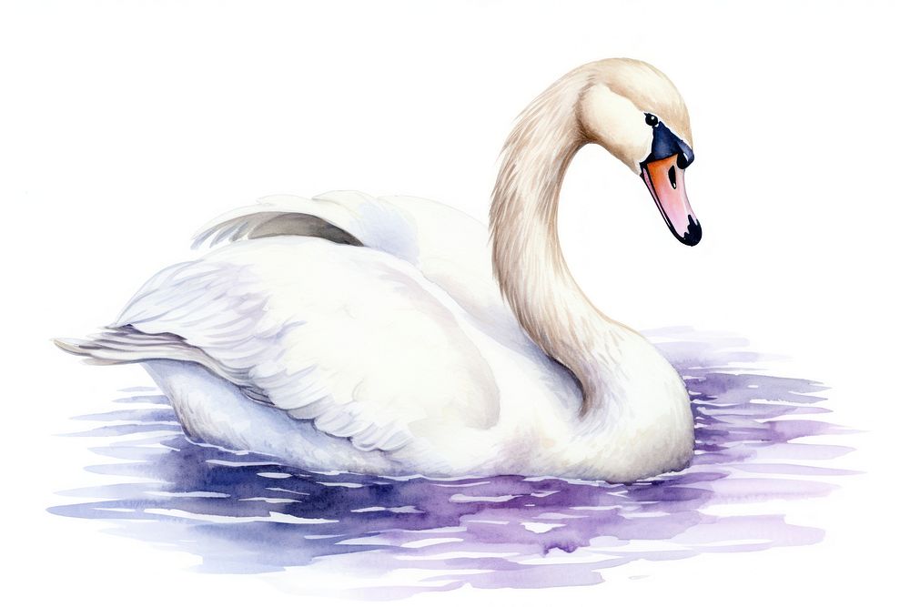 Animal swan cartoon white. 