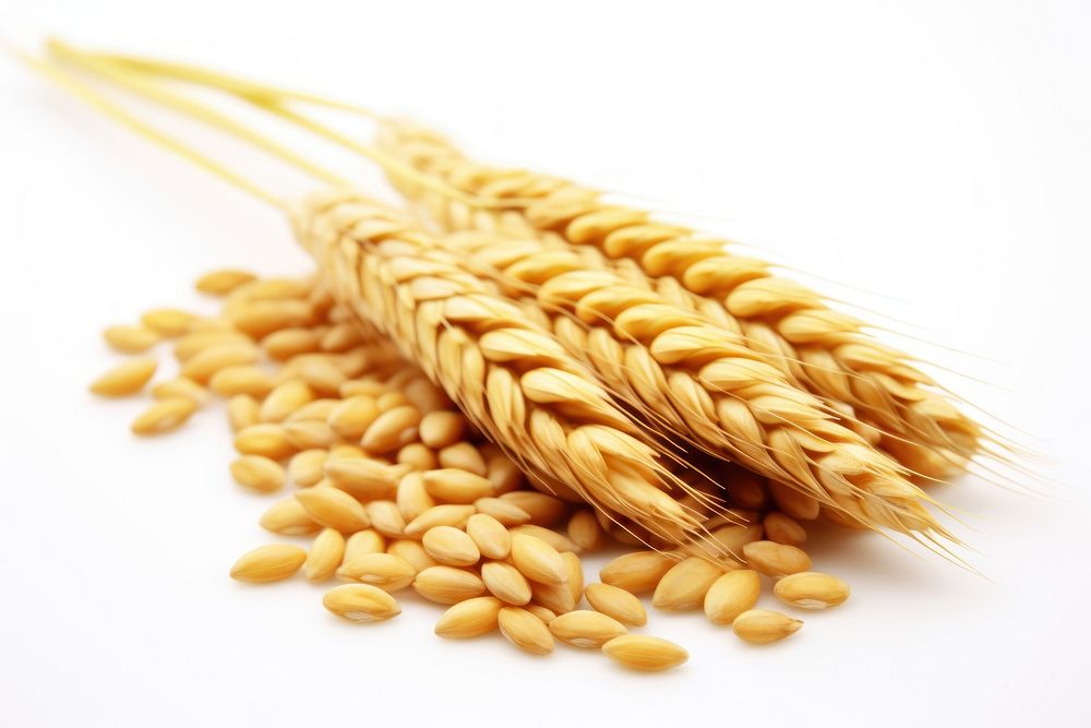 Wheat grain food white background agriculture. AI generated Image by rawpixel.