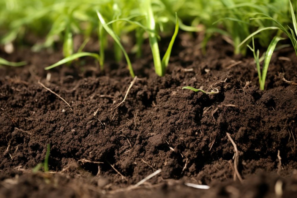 Soil outdoors field grass. AI generated Image by rawpixel.