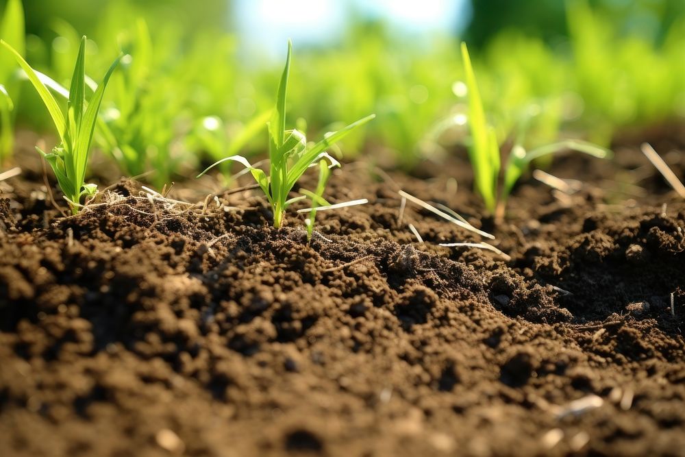 Grass soil outdoors nature. AI generated Image by rawpixel.