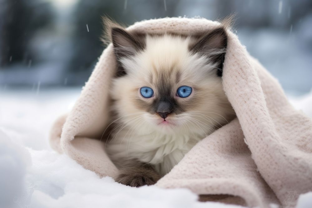 Happy Cute snowshoe kitten blanket animal mammal. AI generated Image by rawpixel.
