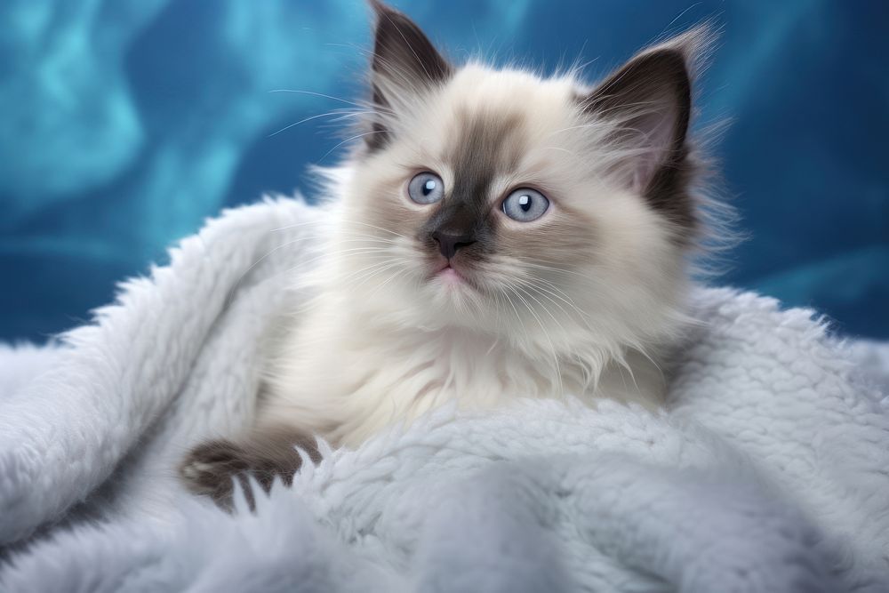 Happy Cute snowshoe kitten blanket mammal animal. AI generated Image by rawpixel.