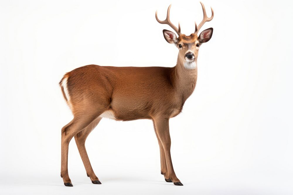 A deer wildlife animal mammal. AI generated Image by rawpixel.