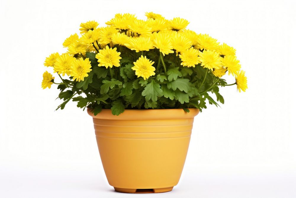 Flower chrysanths yellow plant. AI generated Image by rawpixel.