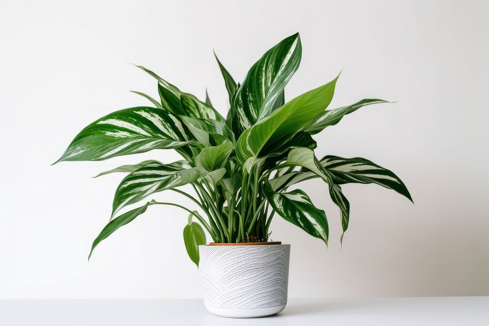 Plant houseplant green leaf. AI generated Image by rawpixel.