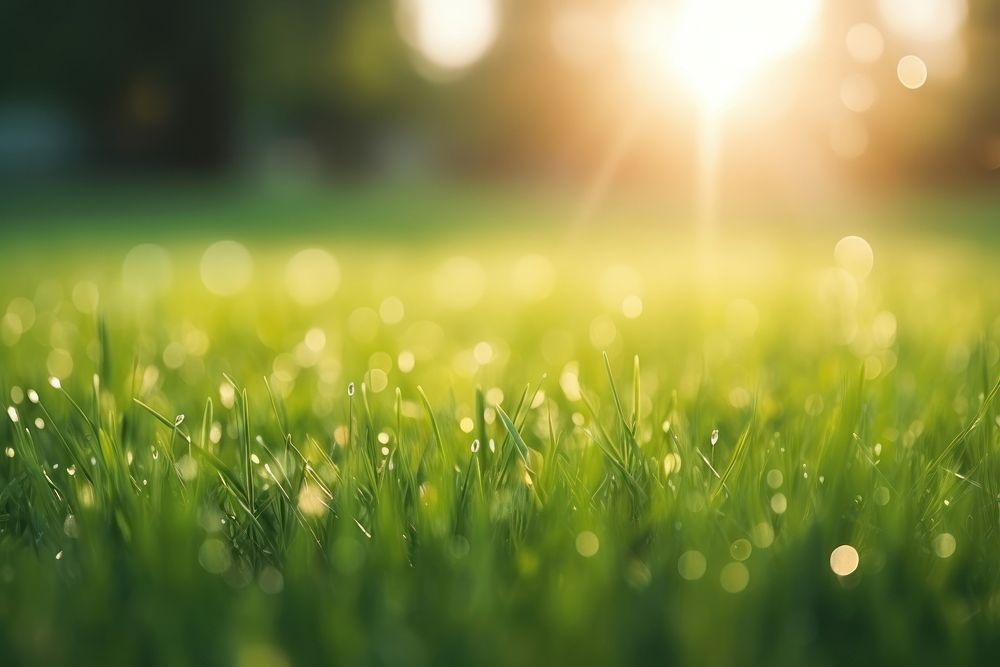 Green grass backgrounds sunlight outdoors