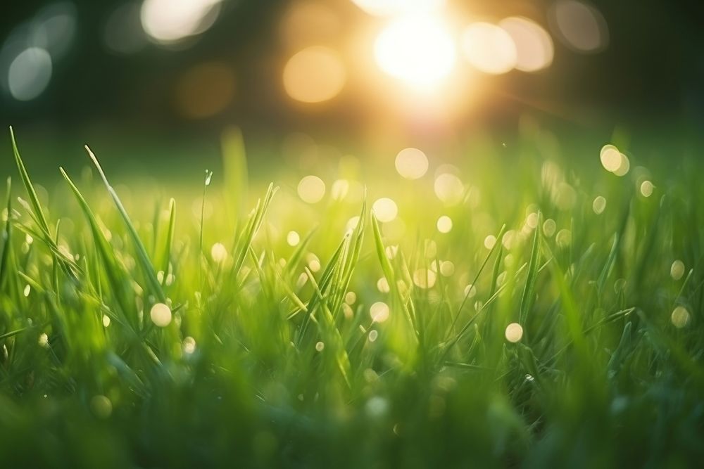 Grass green backgrounds sunlight. AI generated Image by rawpixel.