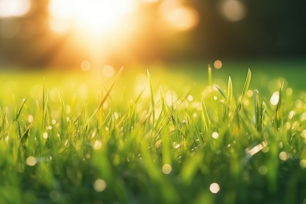Green grass backgrounds sunlight outdoors. AI generated Image by rawpixel.