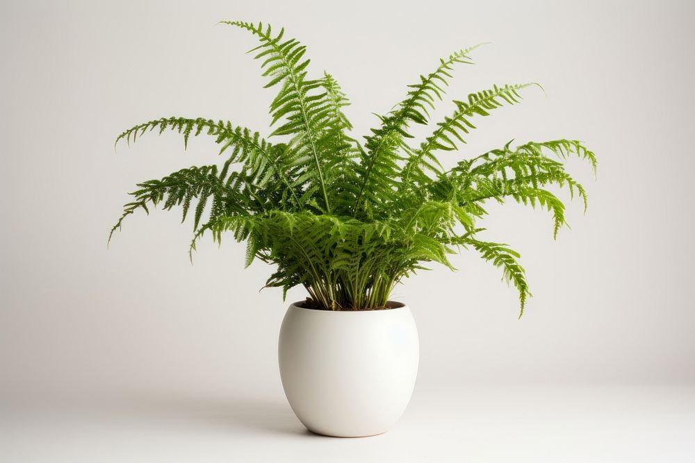Fern plant houseplant leaf. AI generated Image by rawpixel.