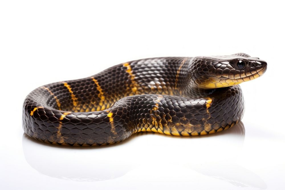 Water snake reptile animal poisonous. AI generated Image by rawpixel.