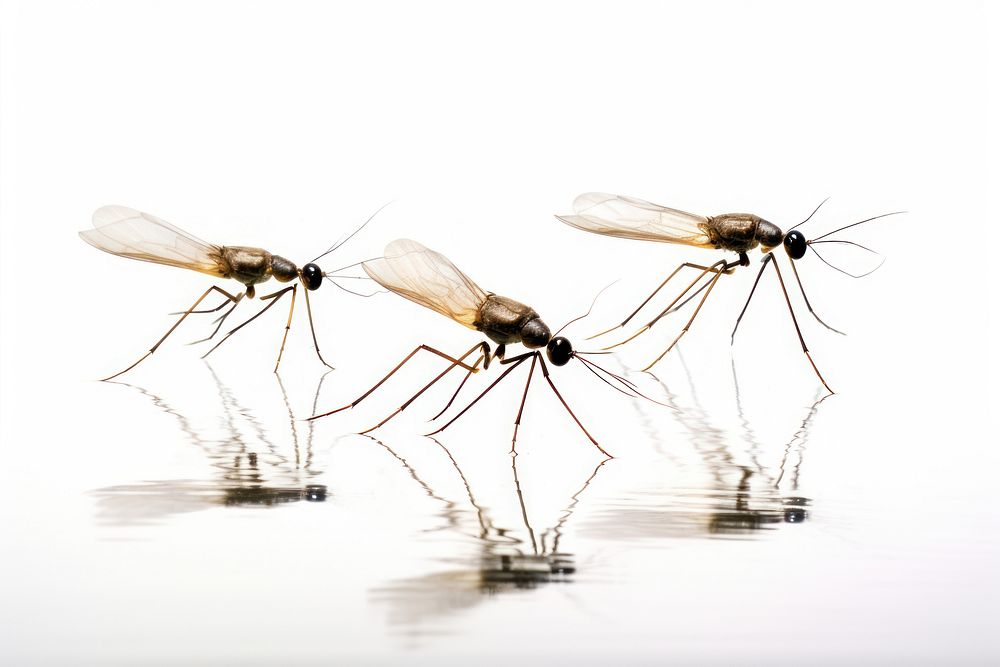 Water striders insect mosquito animal. AI generated Image by rawpixel.