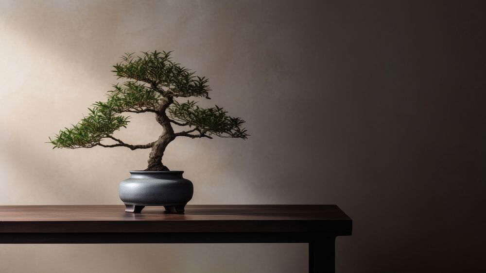 photo of a bonsai tree in the room.  