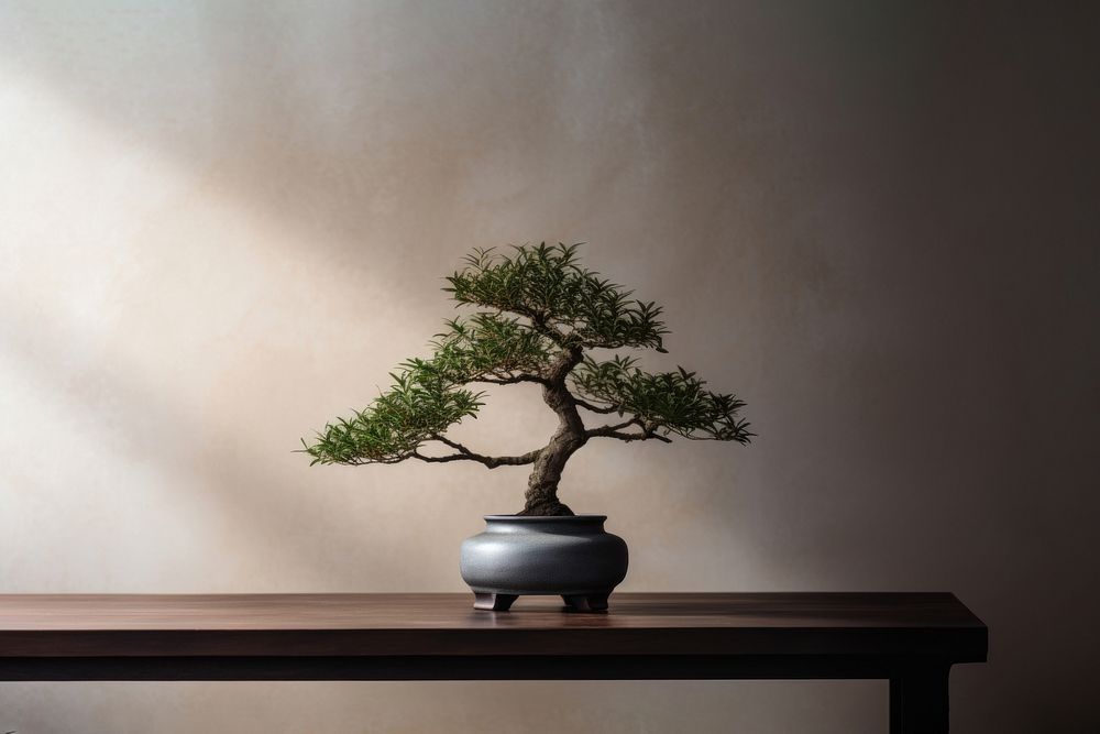 photo of a bonsai tree in the room.  