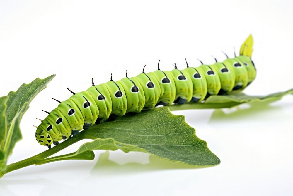 Caterpillar insect animal plant. AI generated Image by rawpixel.