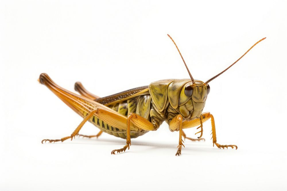 Grasshopper insect animal invertebrate. AI generated Image by rawpixel.
