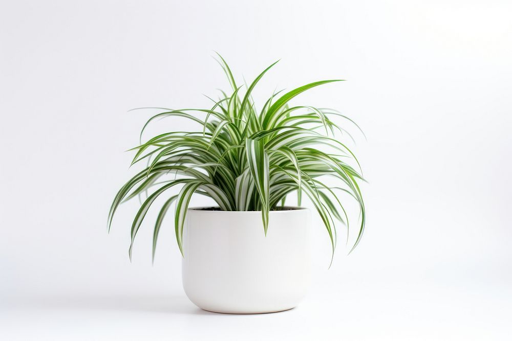 Spider Plant Houseplants houseplant white background bromeliaceae. AI generated Image by rawpixel.