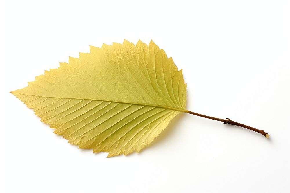 1 beech tree leaf plant white background fragility. AI generated Image by rawpixel.