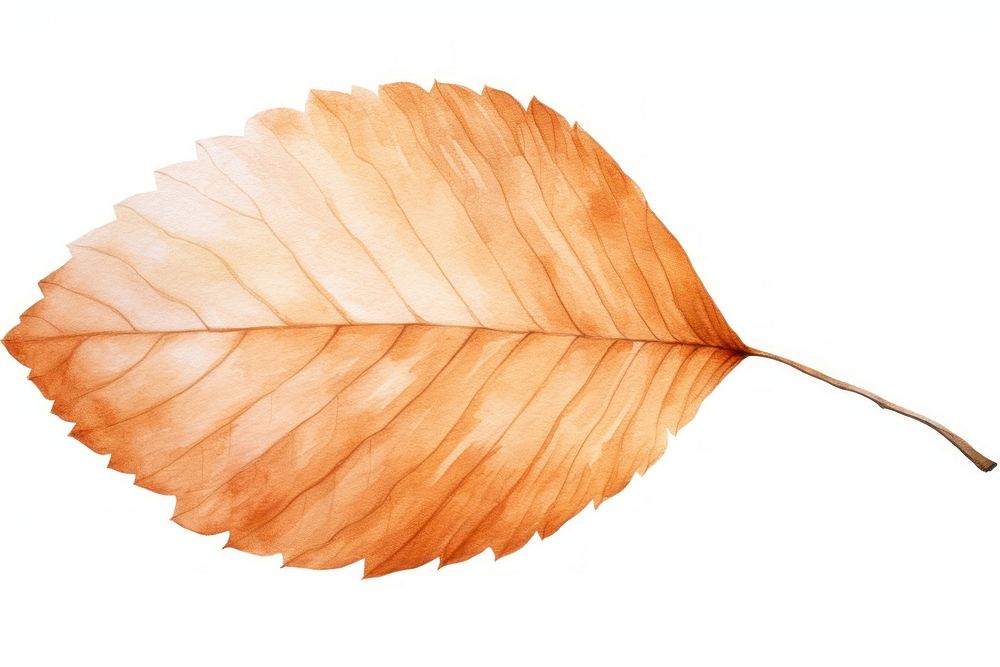 Watercolor 1 beech leaf plant tree white background. AI generated Image by rawpixel.